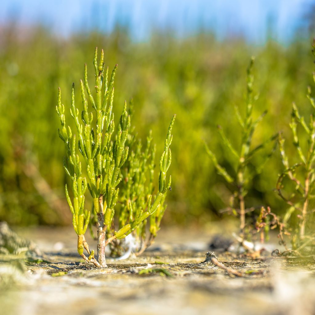 Salicorne d'Europe, Cornichon de mer - Salicornia europaea