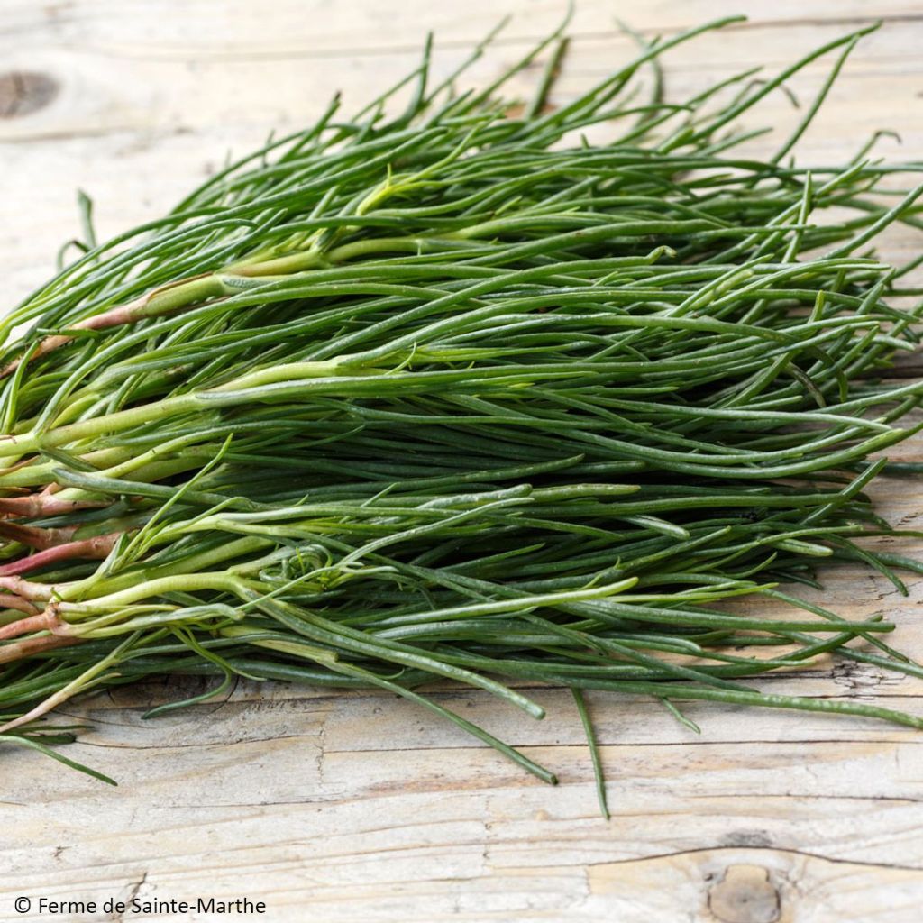 Salzkraut - Salsola komarovii