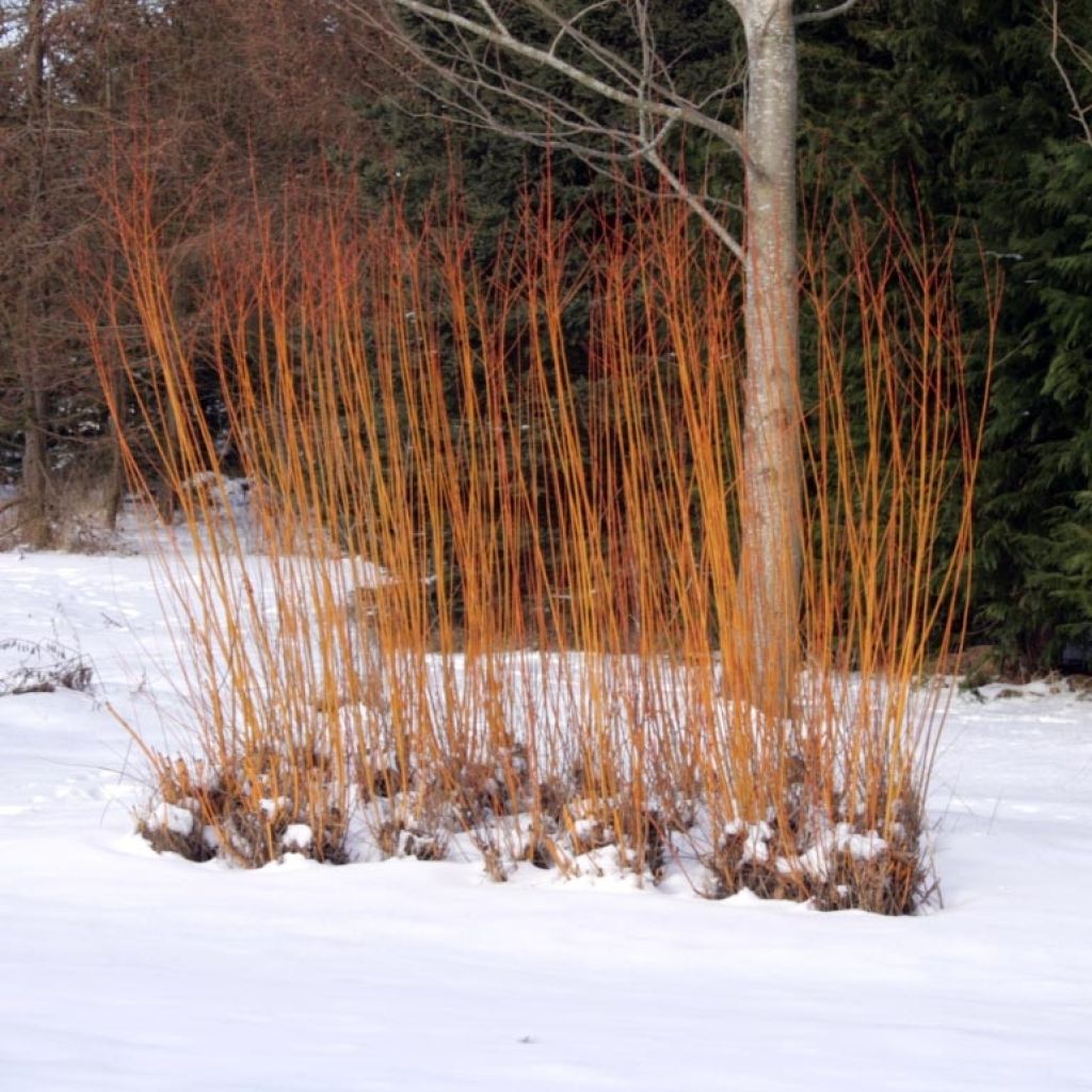 Silber-Weide Chermesina - Salix alba