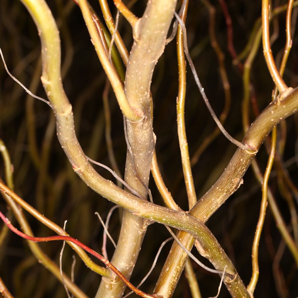 Silber-Weide Dart's Snake - Salix alba