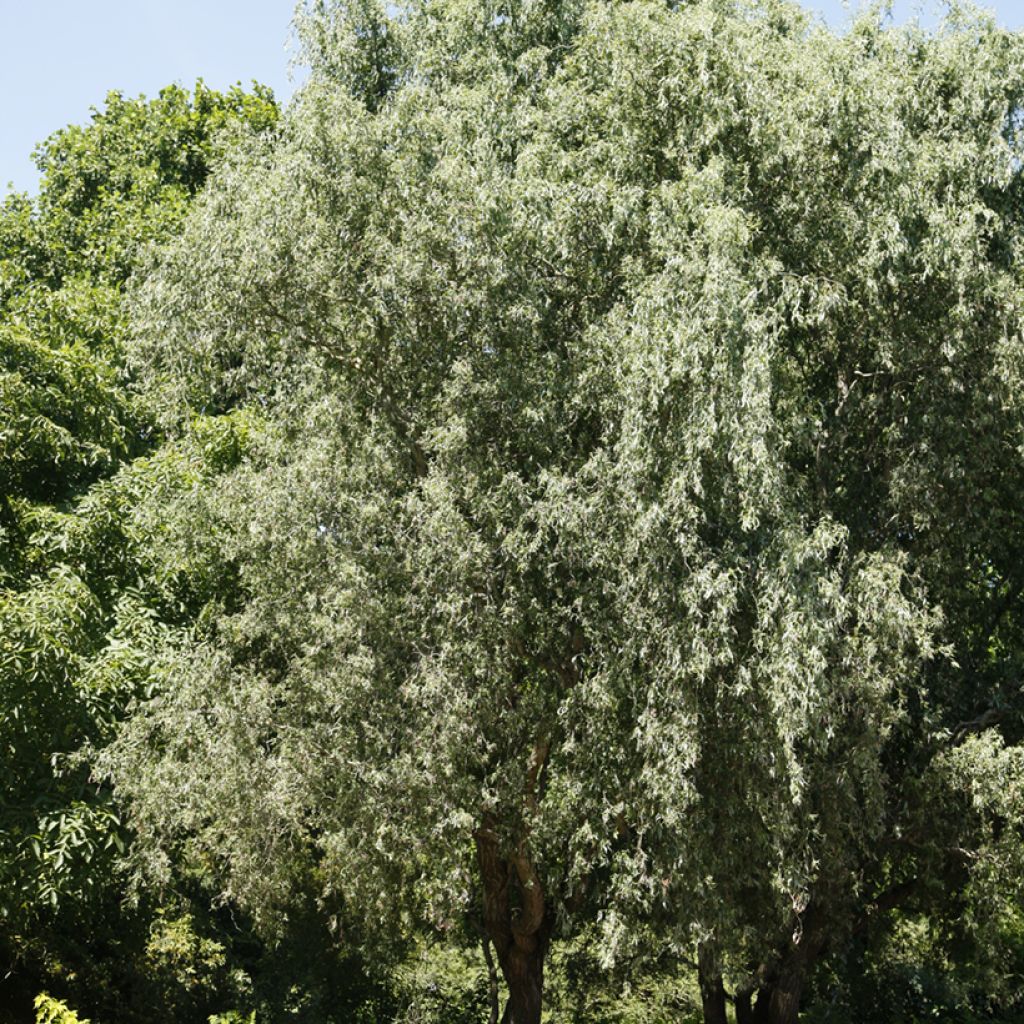 Silber-Weide Dart's Snake - Salix alba