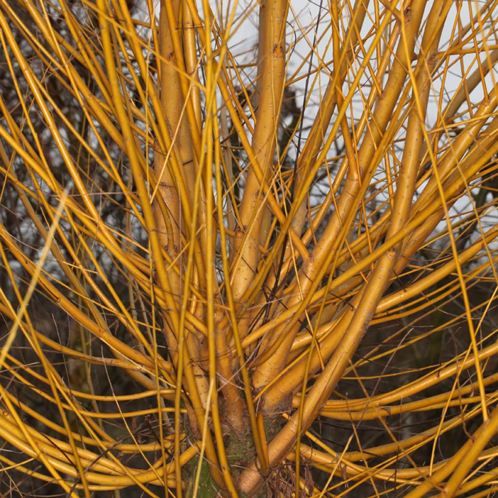 Silber-Weide Golden Ness - Salix alba