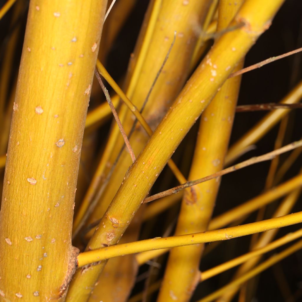 Silber-Weide Golden Ness - Salix alba