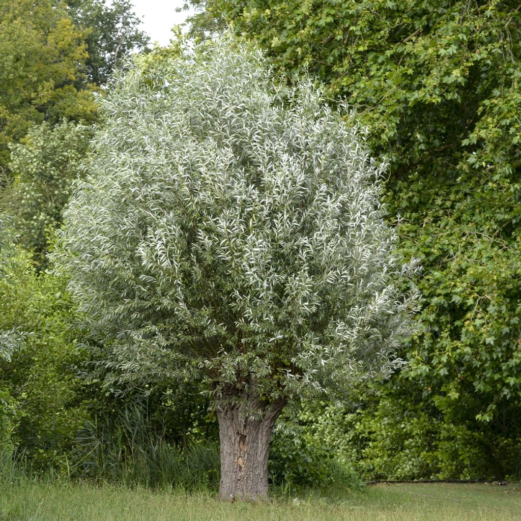 Silber-Weide Liempde - Salix alba