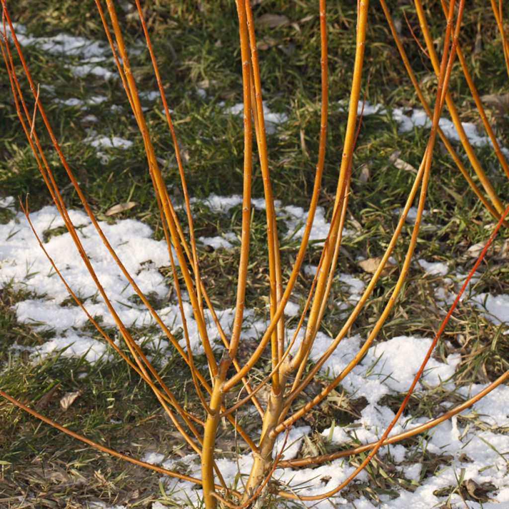 Silber-Weide Strachowo - White Willow, Common Willow