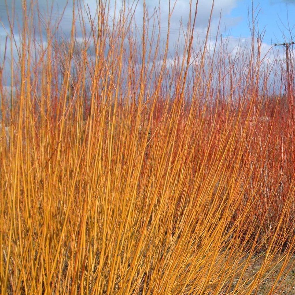 Silber-Weide var. Vitellina - Salix alba