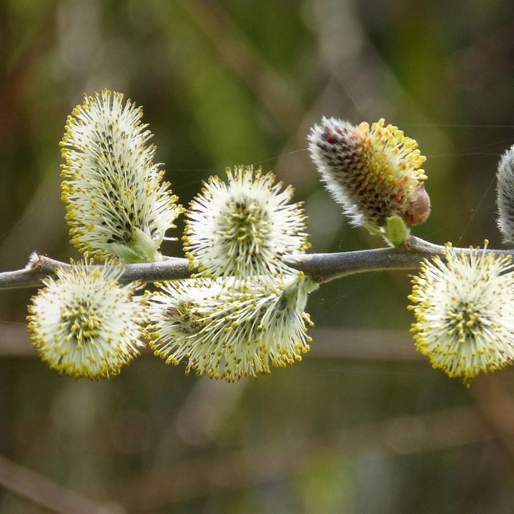 Sal-Weide - Salix caprea