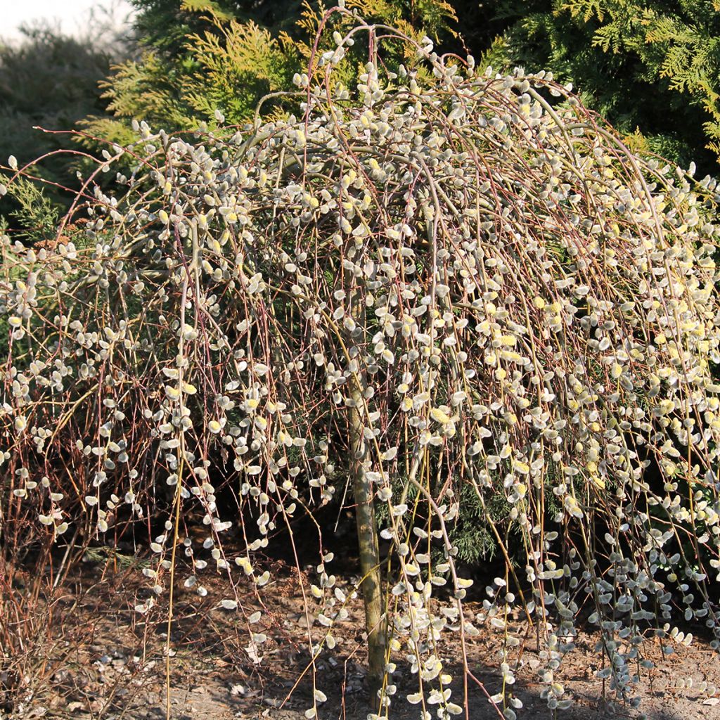 Sal-Weide Curly Locks - Salix caprea