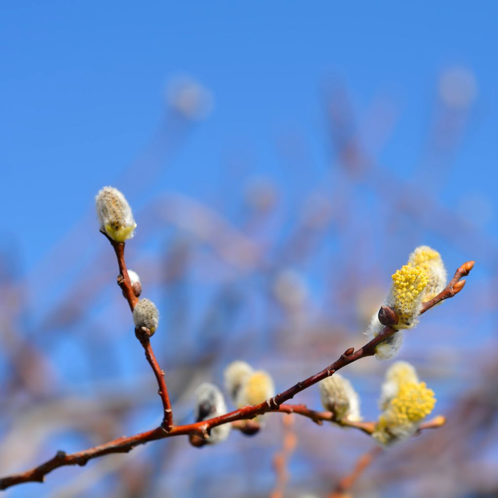 Sal-Weide Curly Locks - Salix caprea