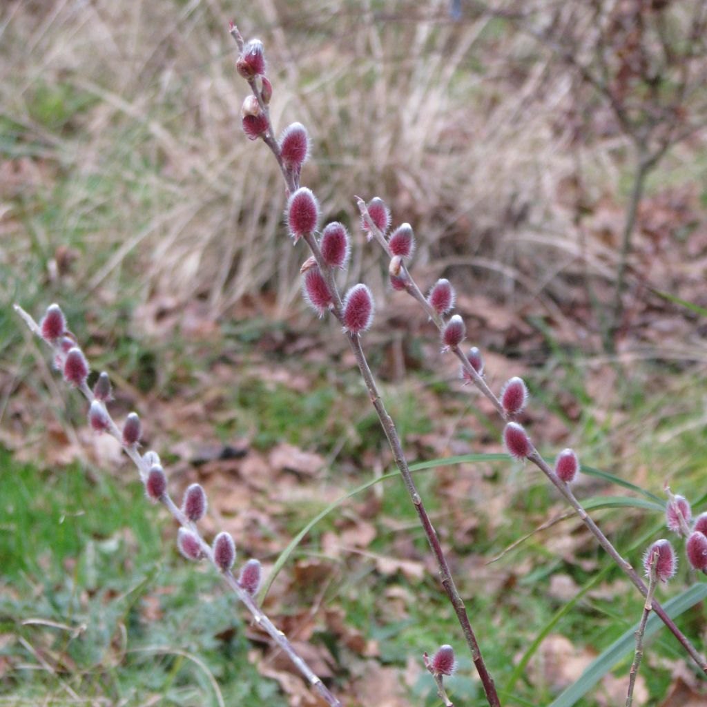 Rosa Riesen-Salweide Mount Aso - Salix gracilistyla