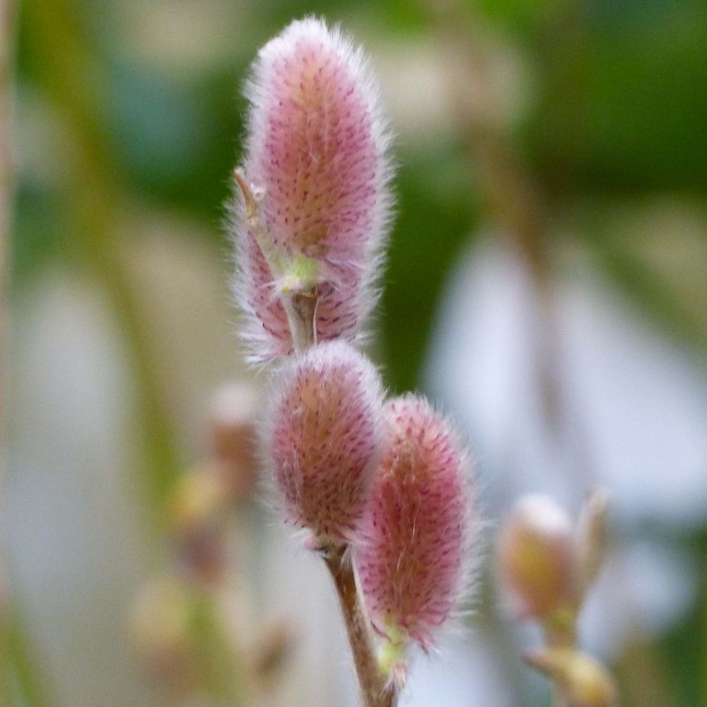 Salix chaenomeloides Mount Aso