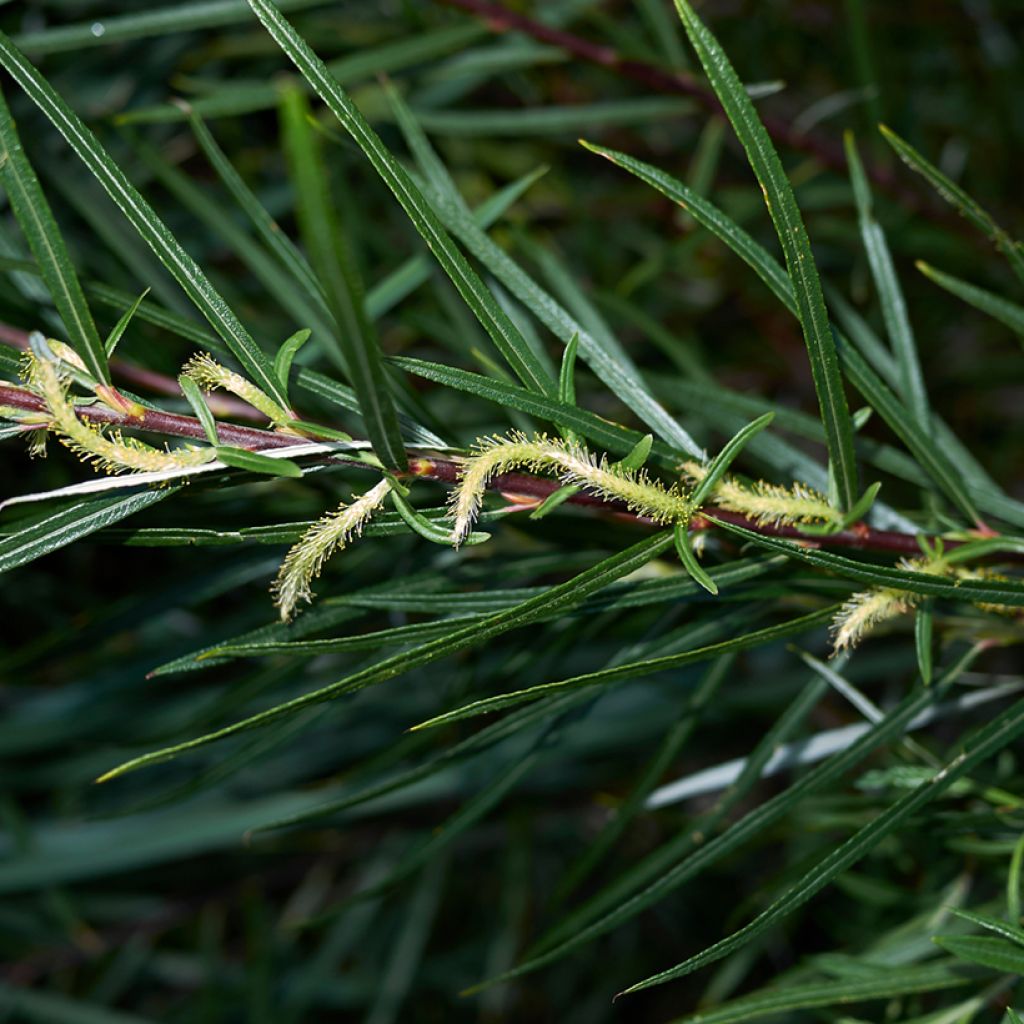 Salix elaeagnos Angustifolia - Saule à feuilles d'argousier