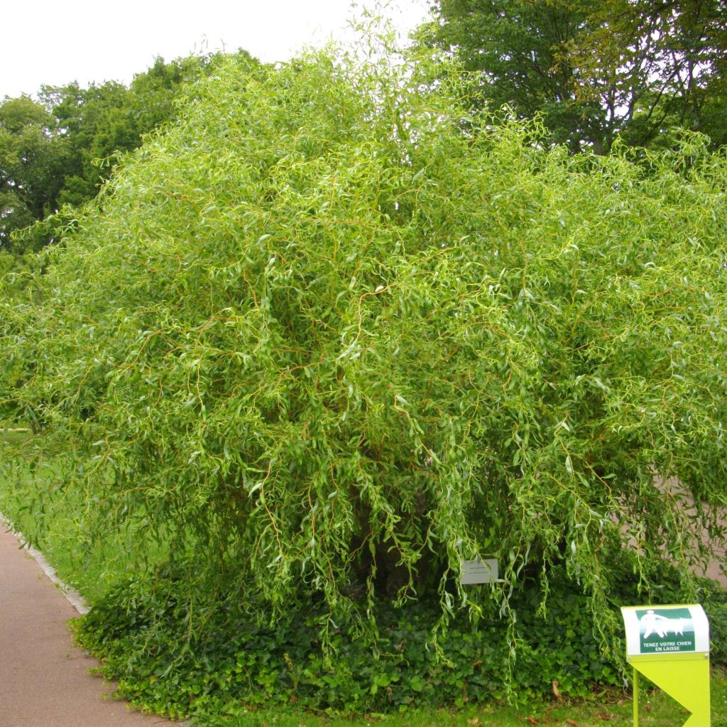 Lockenweide - Salix erythroflexuosa