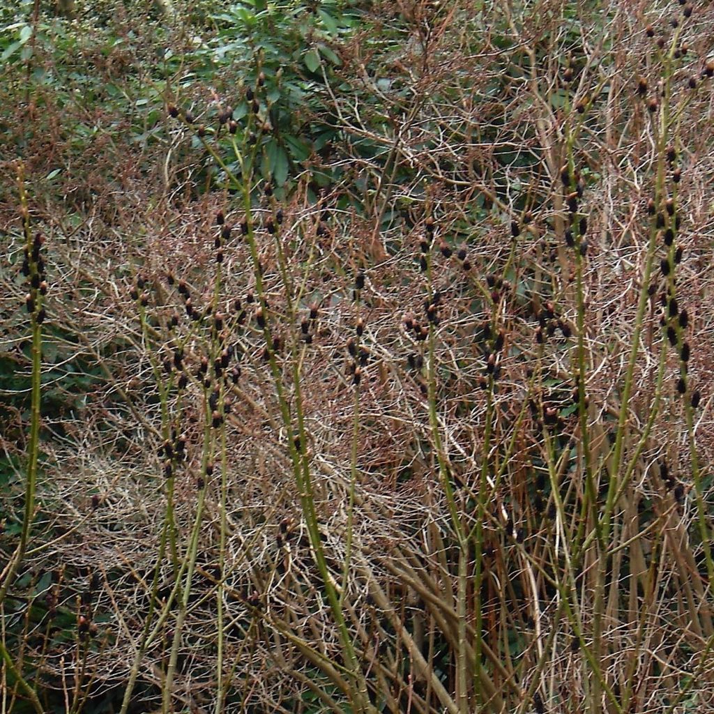 Rosa Riesen-Salweide - Salix gracilistyla