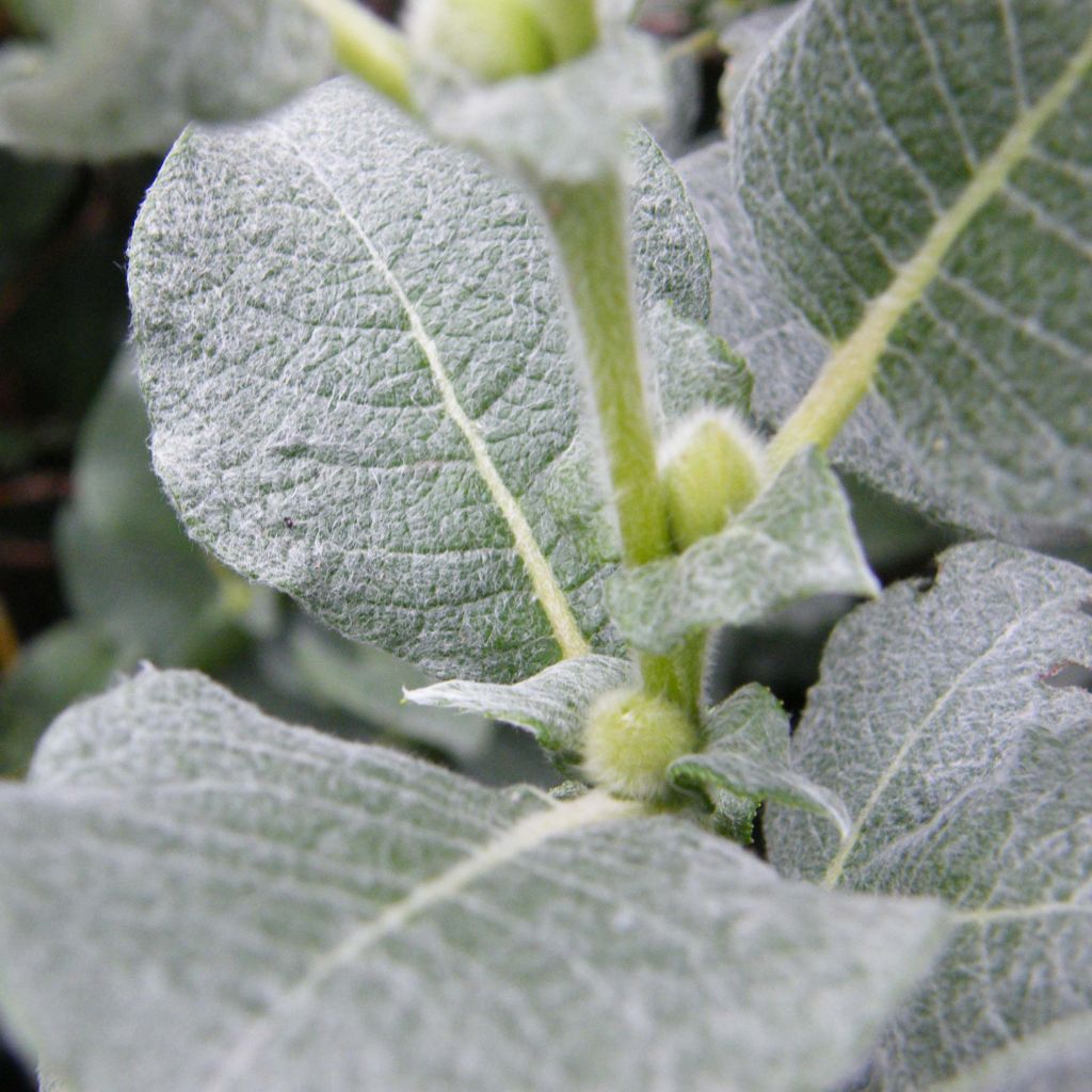 Salix lanata - Saule laineux