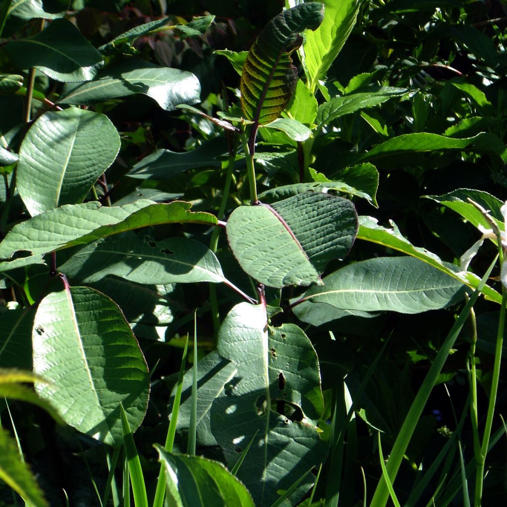 Salix  magnifica - Saule magnifique 