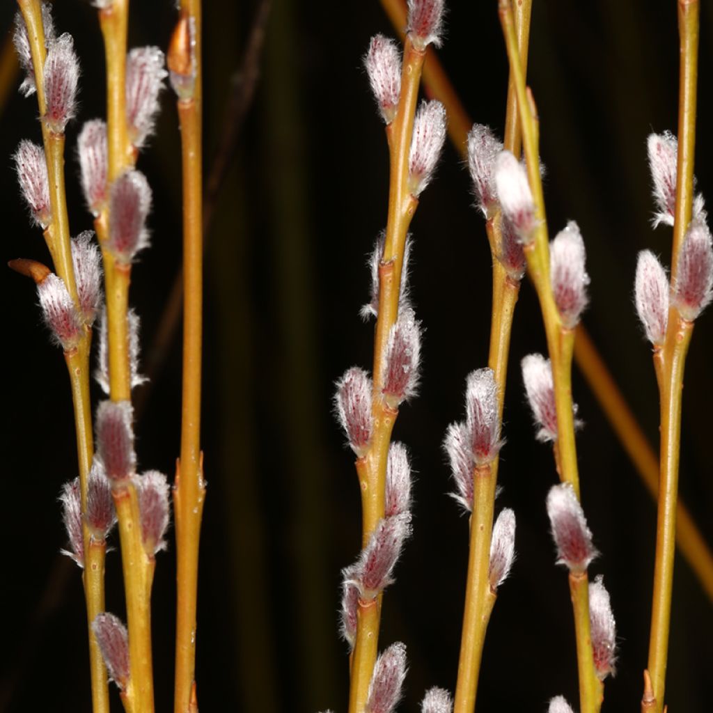 Purpur-Weide Howki  - Salix purpurea