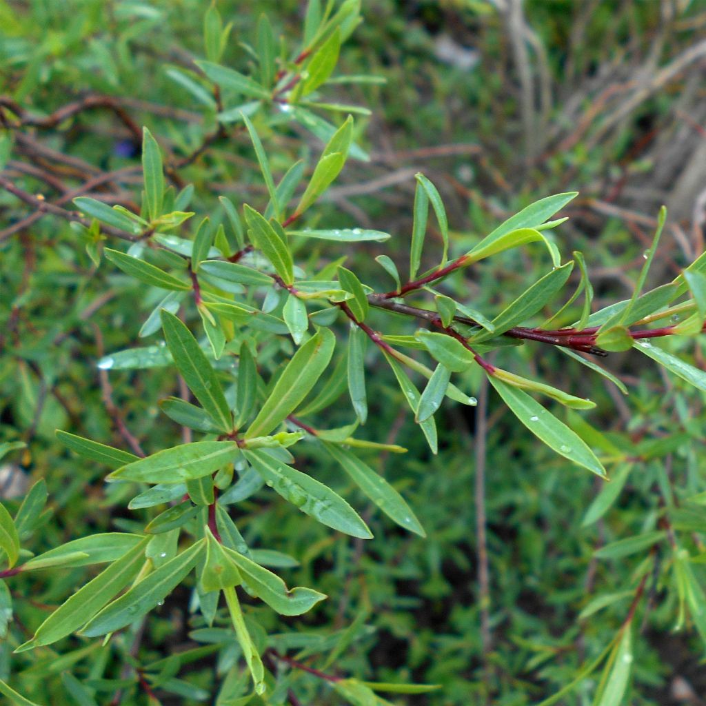 Salix purpurea Nana - Saule rouge