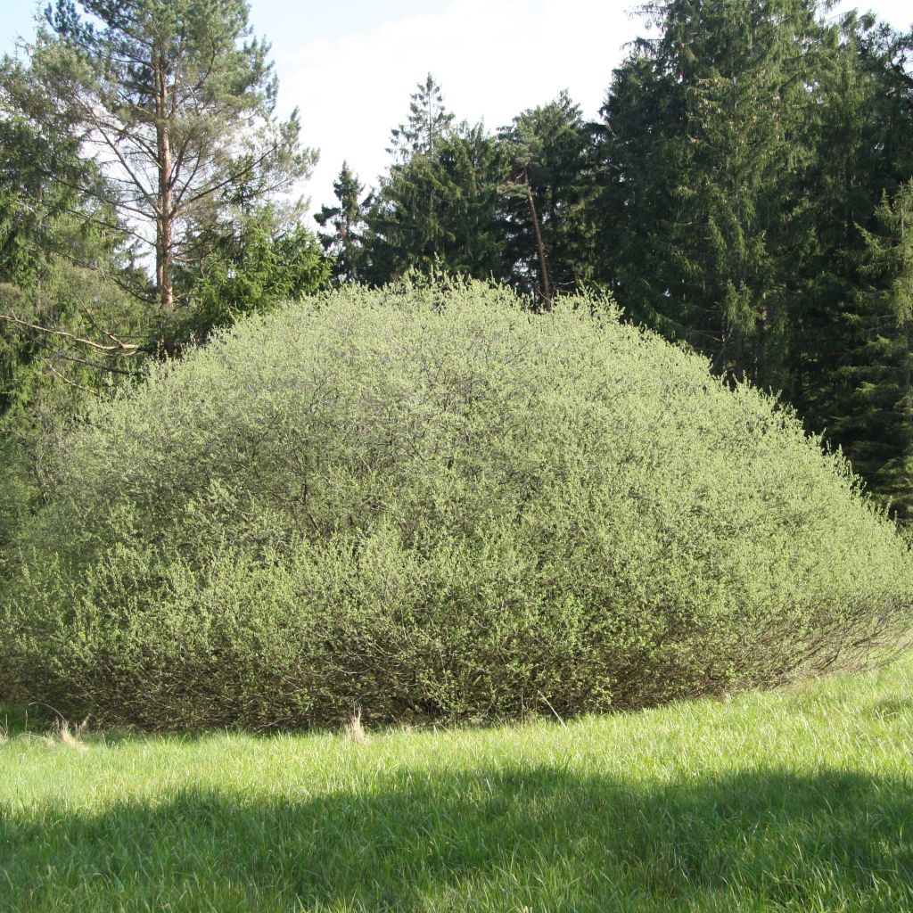 Salix rosmarinifolia - Saule romarin