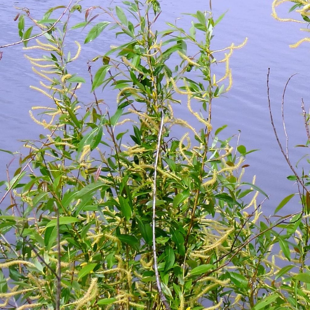 Mandel-Weide - Salix triandra