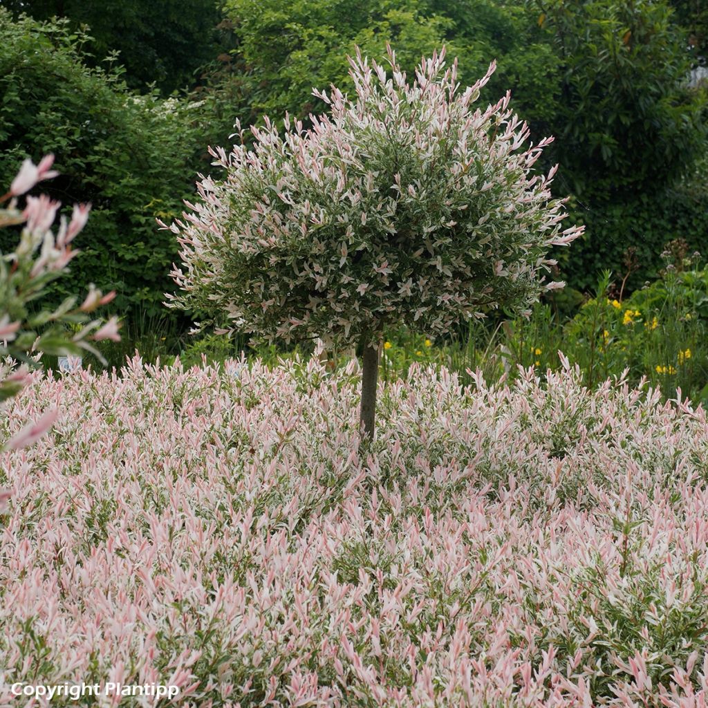 Harlekinweide Flamingo - Salix integra