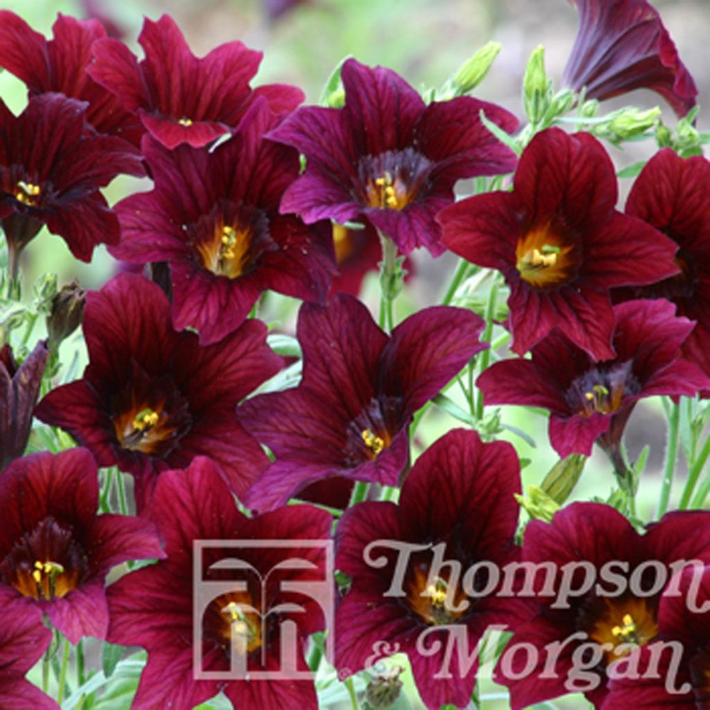 Salpiglossis sinuata Black Trumpets (Samen) - Trompetenzunge