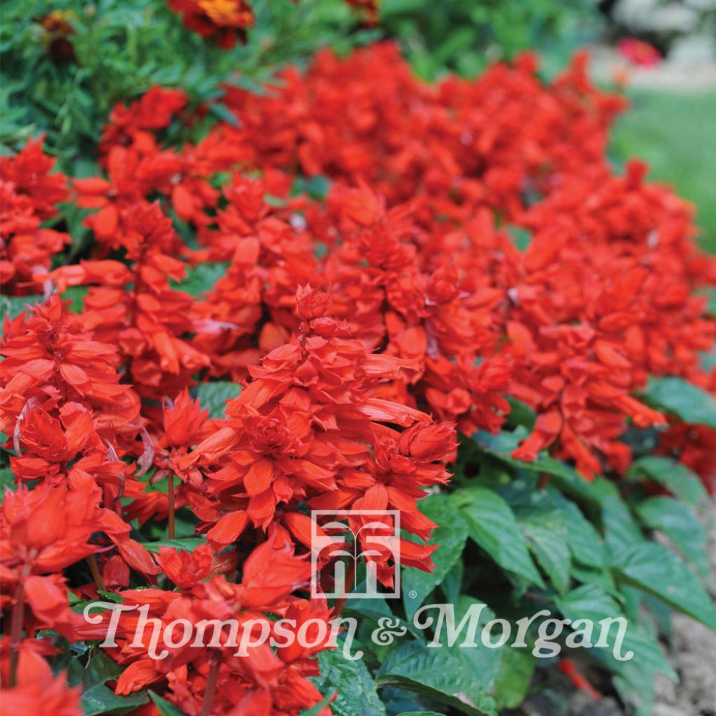 Feuer-Salbei Blaze Of Fire (Samen) - Salvia