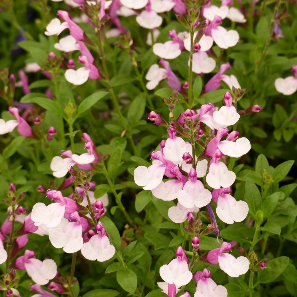 Salvia Dyson's Joy - Ziersalbei