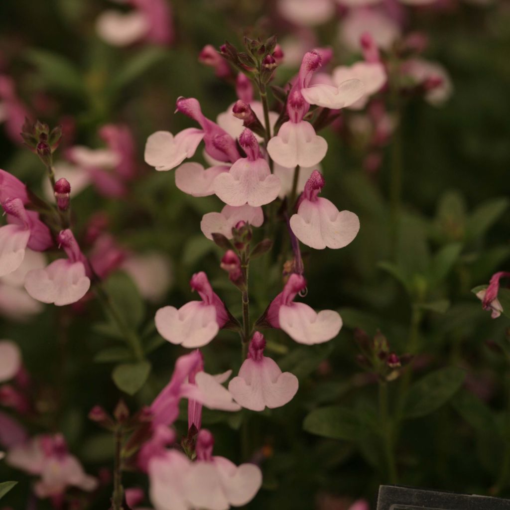 Salvia Dyson's Joy - Ziersalbei