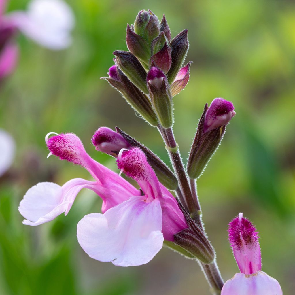 Salvia Dyson's Joy - Ziersalbei