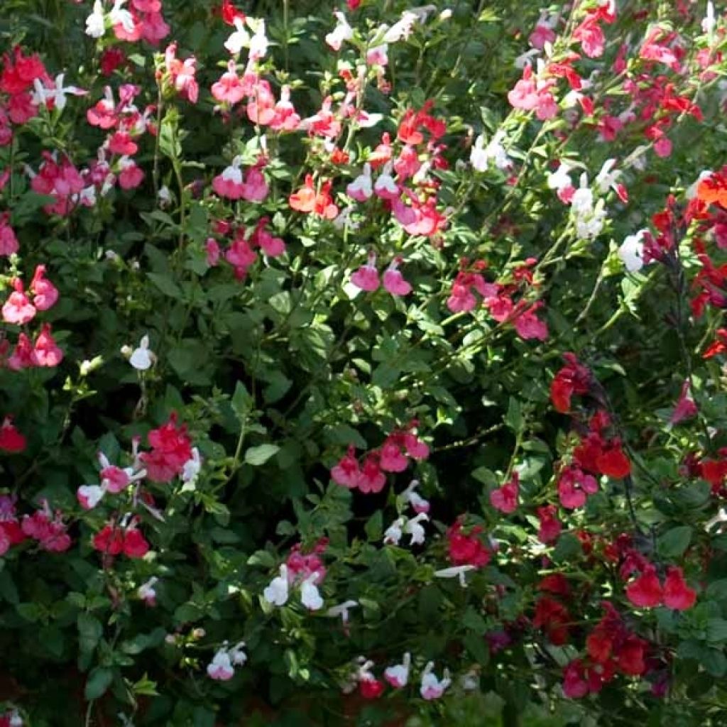 Salvia microphylla grahamii Hot Lips