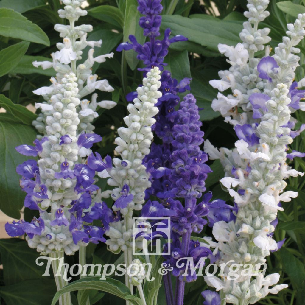 Mehliger Salbei Seascape Mixed (Samen) - Salvia