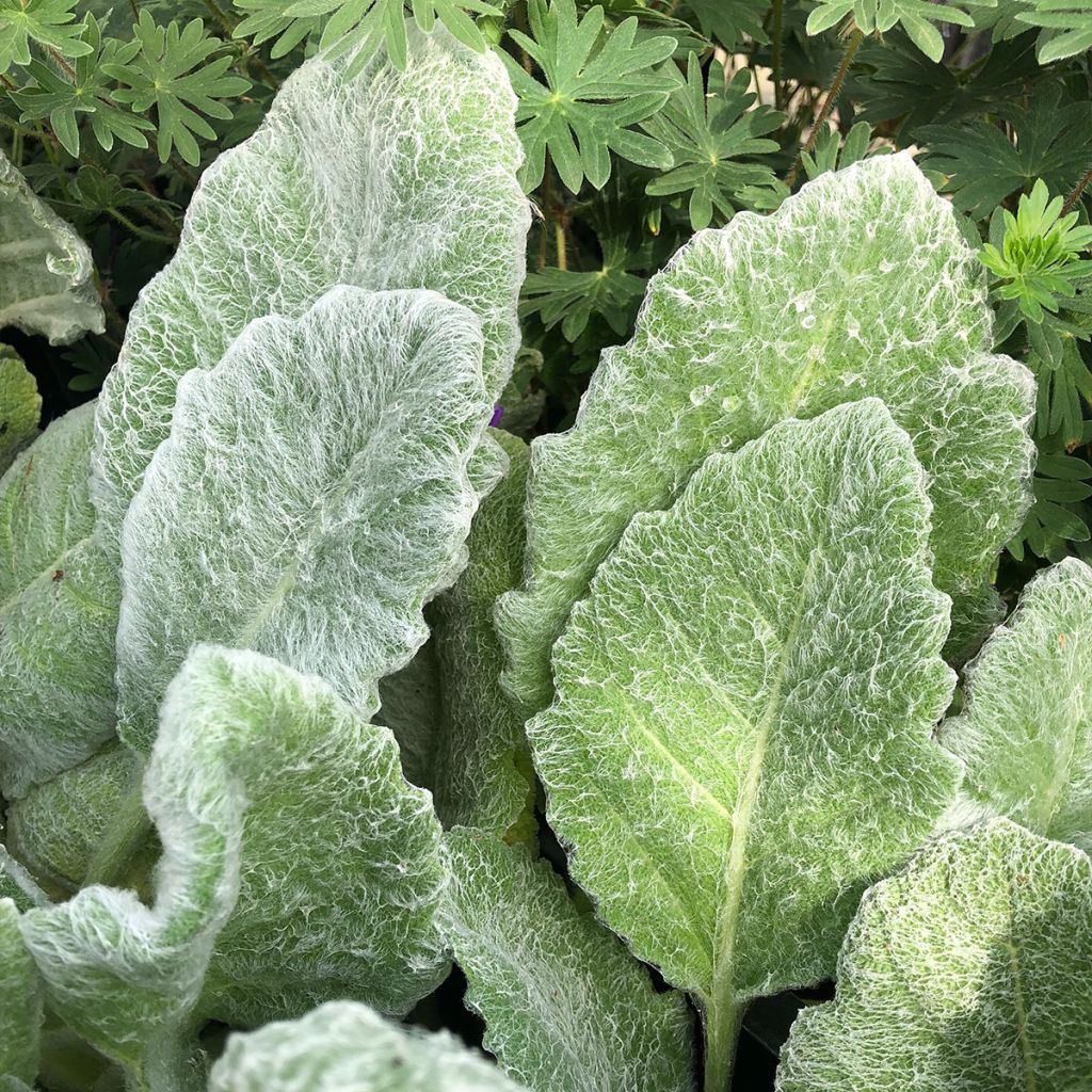 Salvia argentea - Silber-Salbei