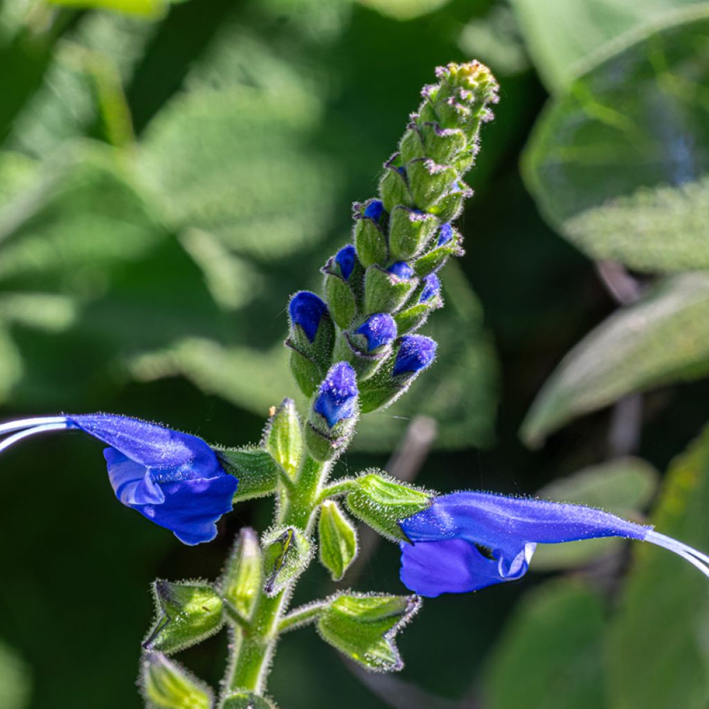 Salvia cacaliifolia  - Salbei