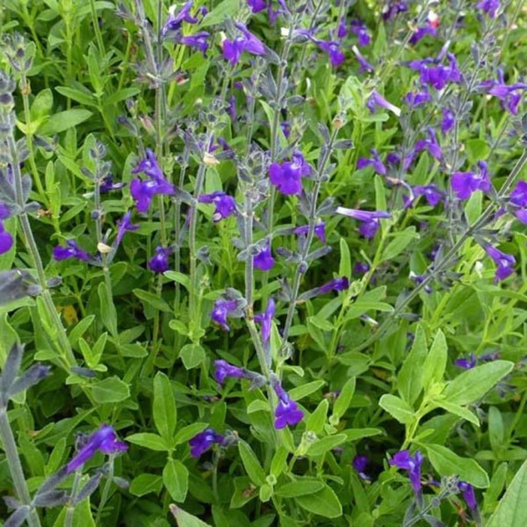 Salvia coahuilensis - Salbei