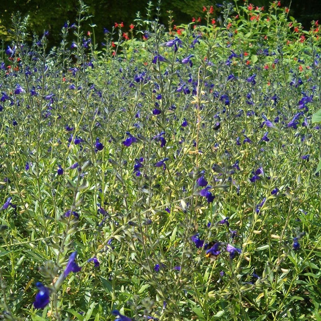 Salvia coahuilensis - Salbei