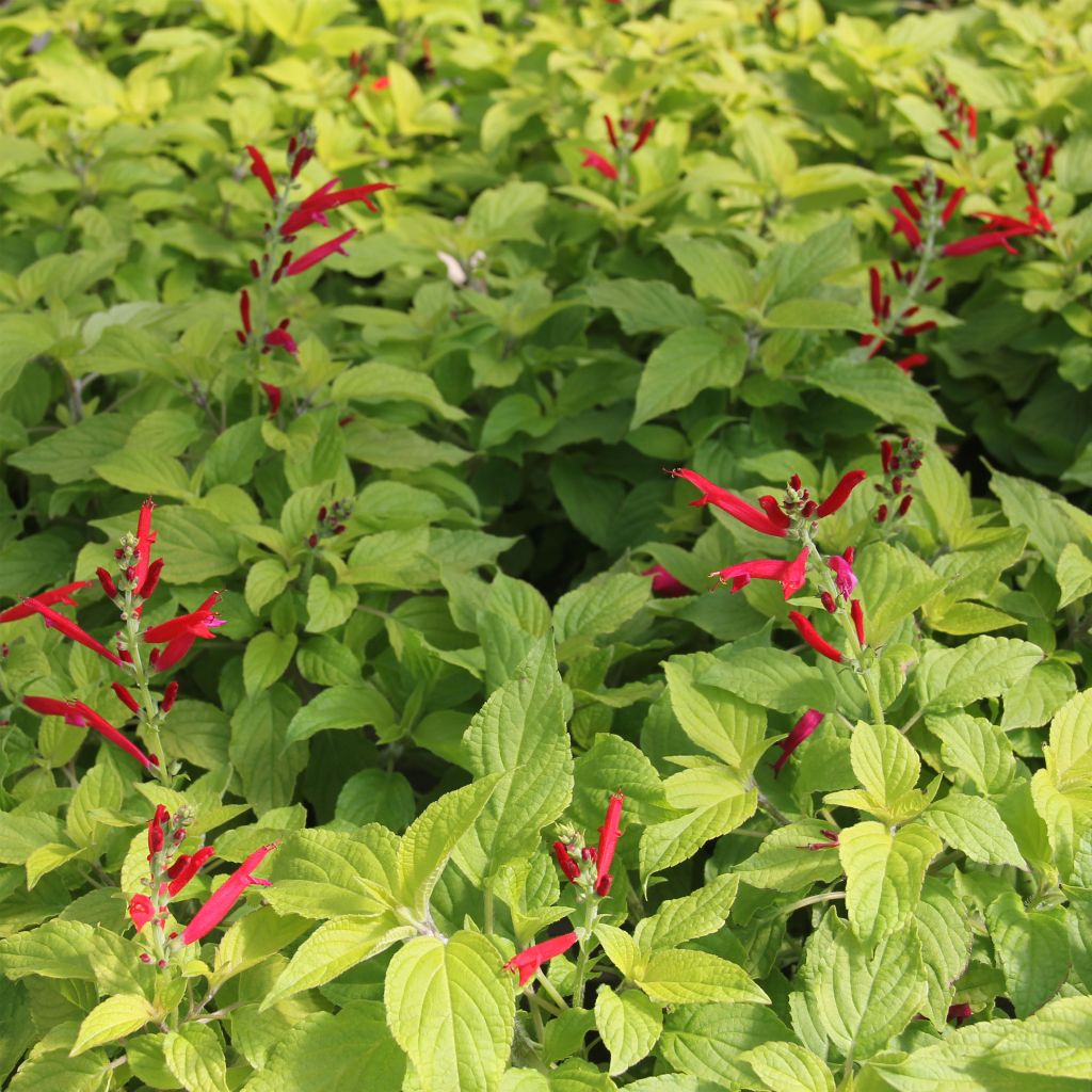 Zierlicher Salbei Golden Delicious - Salvia elegans