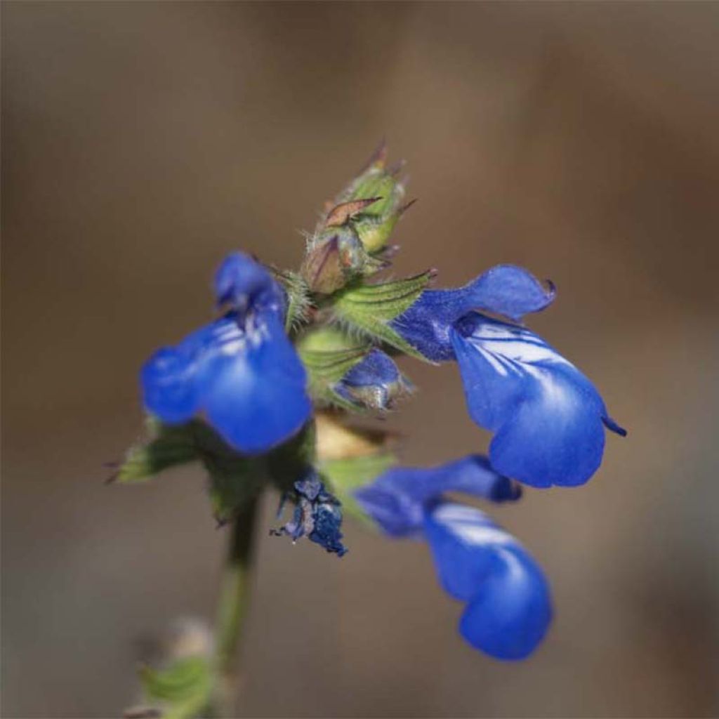 Salvia forreri - Forrers Salbei