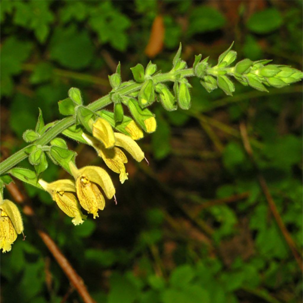 Salvia glutinosa - Klebriger Salbei