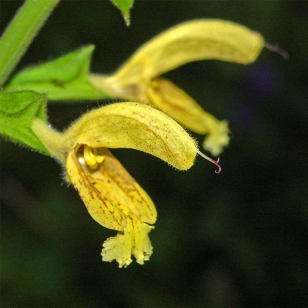 Salvia glutinosa - Klebriger Salbei