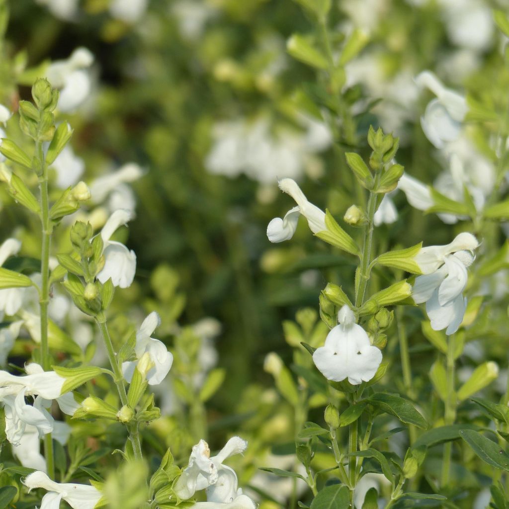 Salvia greggii Alba - Strauchiger Salbei