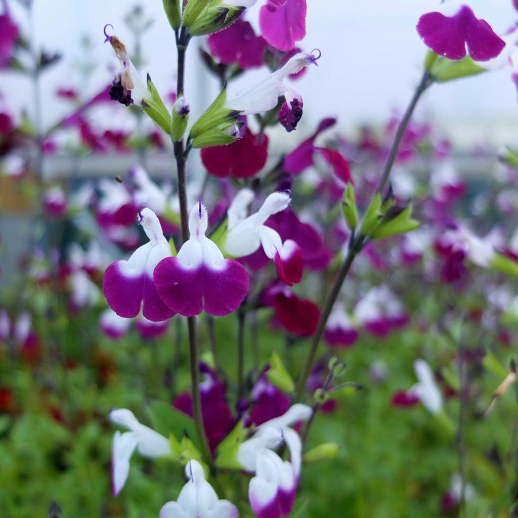 Salvia greggii Amethyst Lips - Strauchiger Salbei