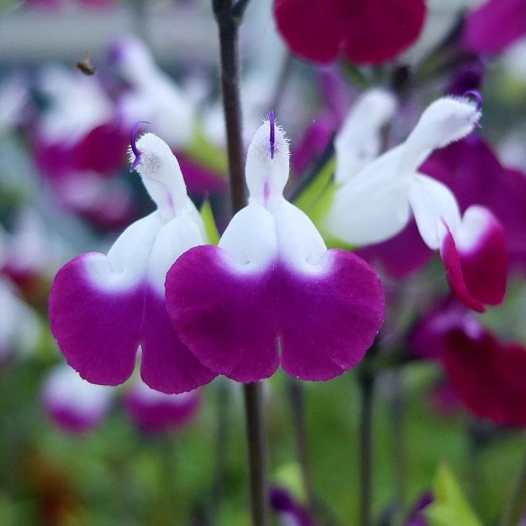 Sauge arbustive Amethyst Lips - Salvia greggii