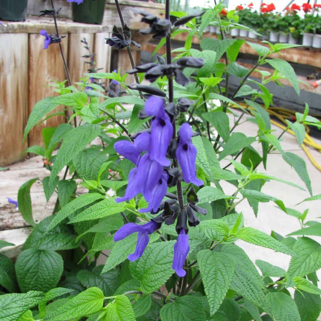 Salvia guaranitica Black and Blue - Guarani-Salbei