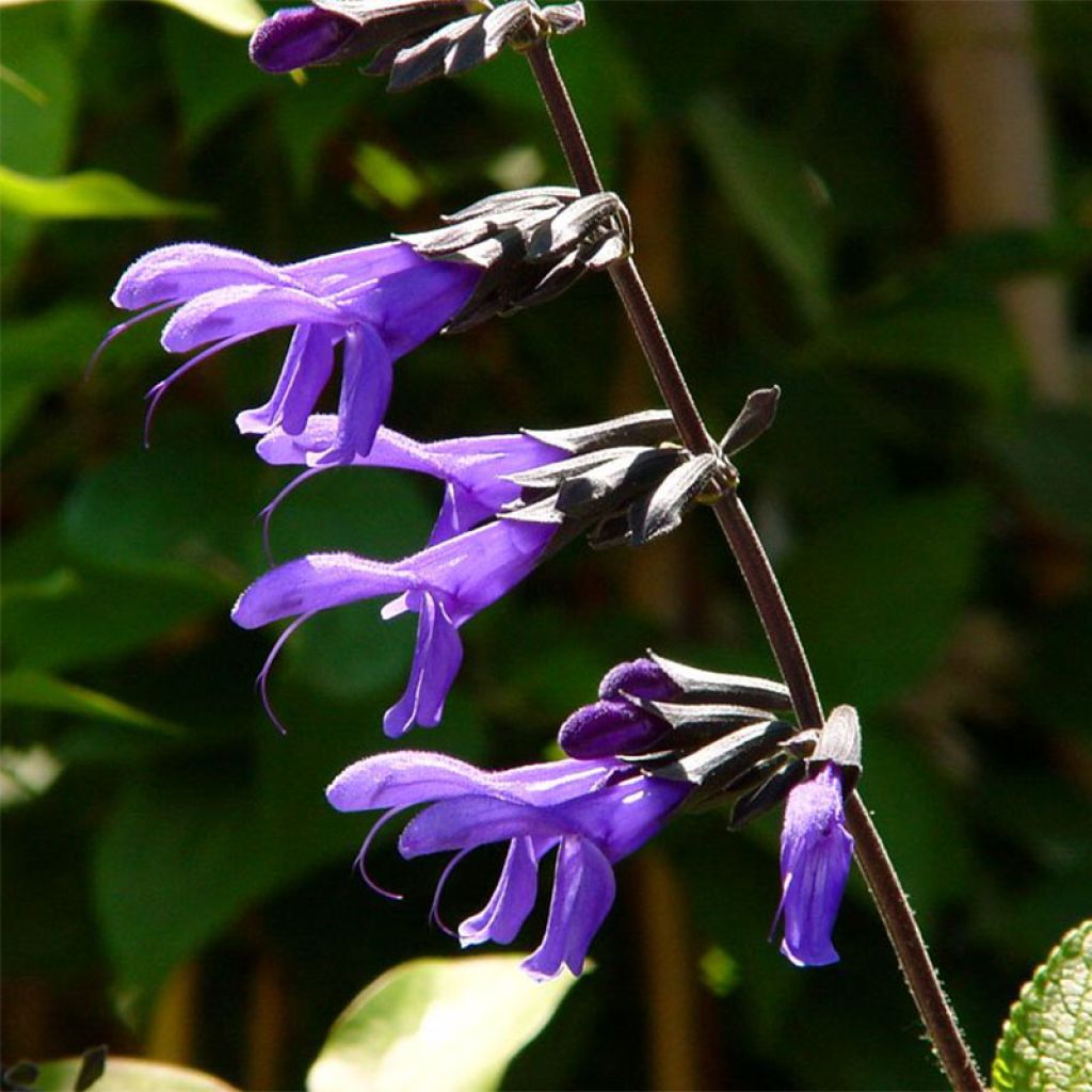 Salvia guaranitica Black and Blue - Guarani-Salbei