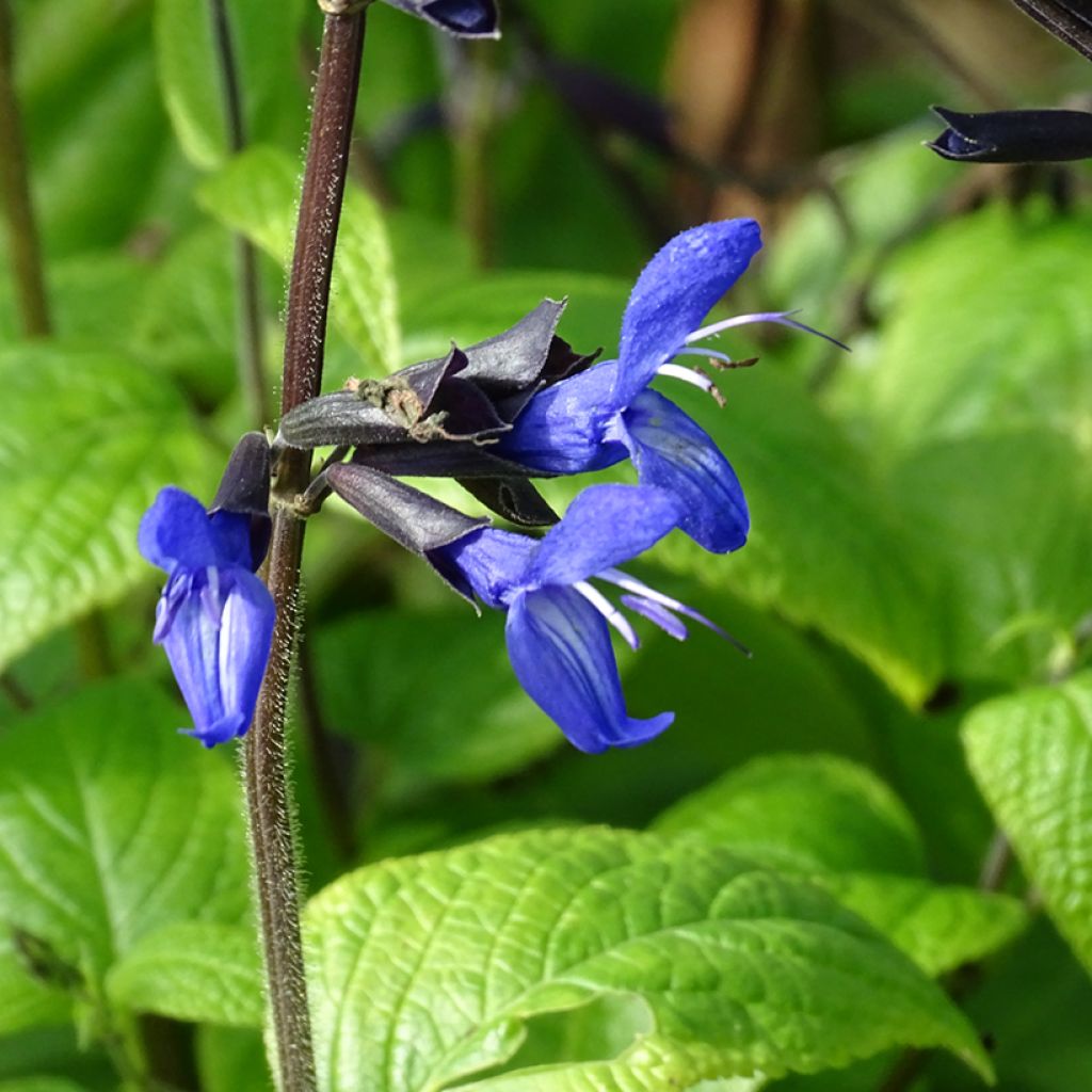 Salvia guaranitica Black and Blue - Guarani-Salbei