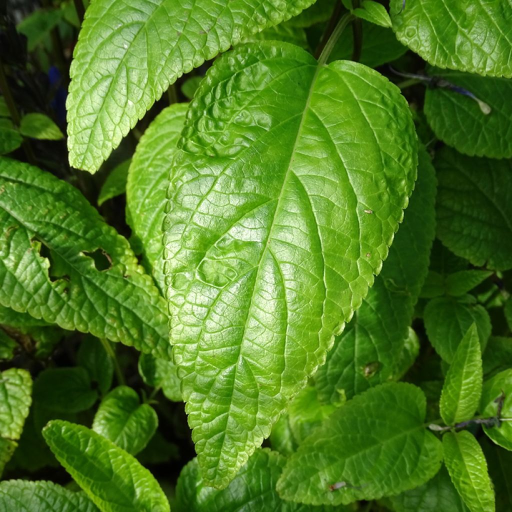 Salvia guaranitica Black and Blue - Guarani-Salbei