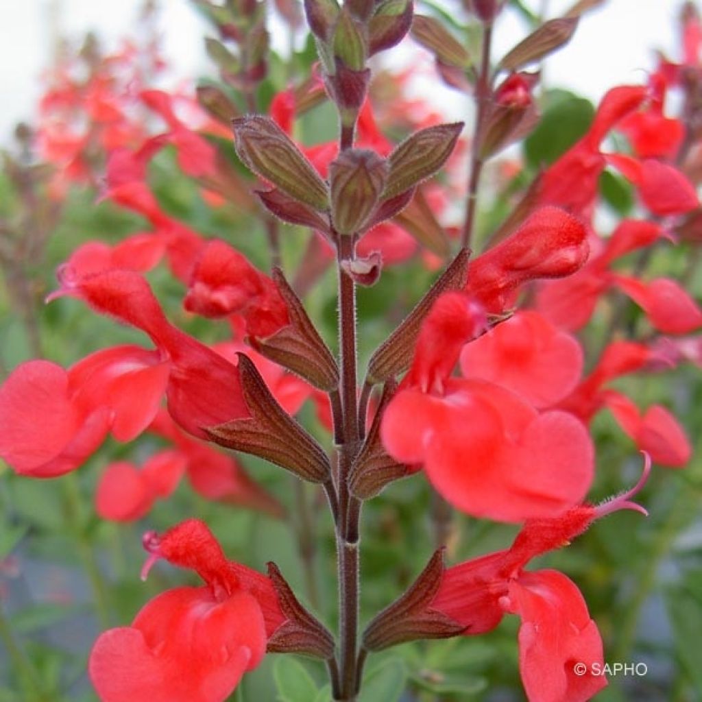 Salvia jamensis Flammenn