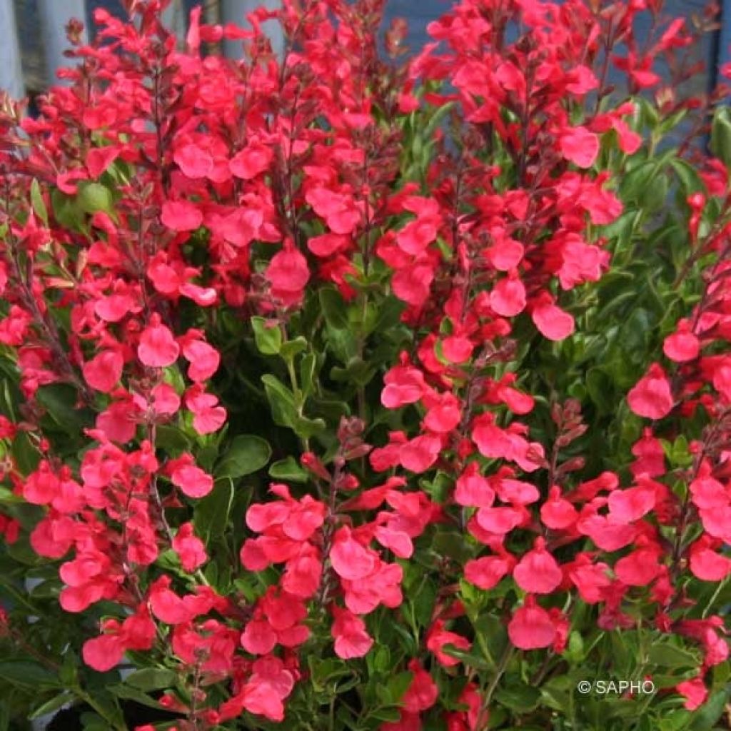 Sauge - Salvia jamensis Flammenn