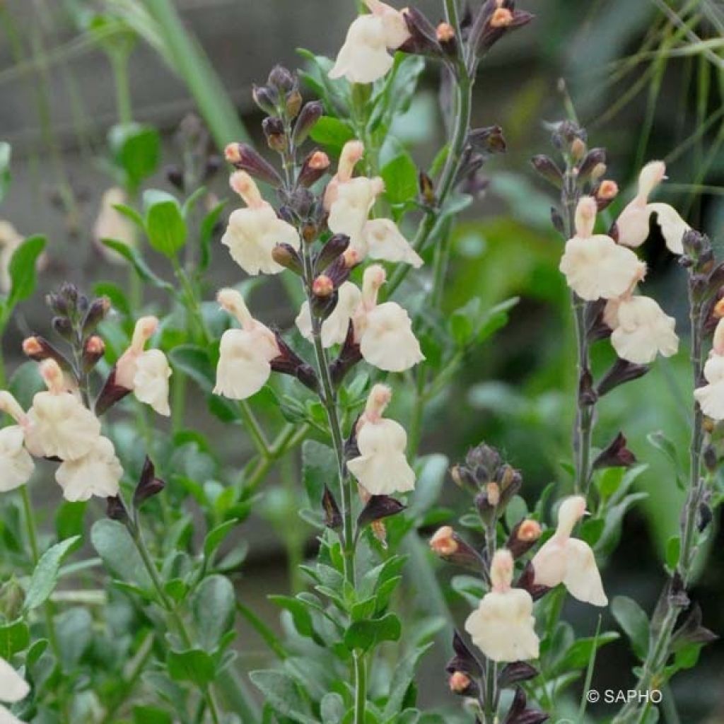 Salvia jamensis Melen